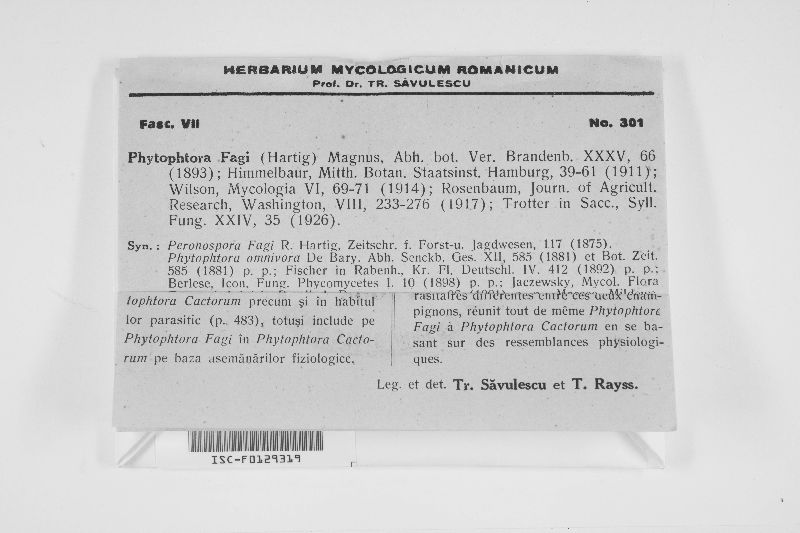 Phytophthora fagi image