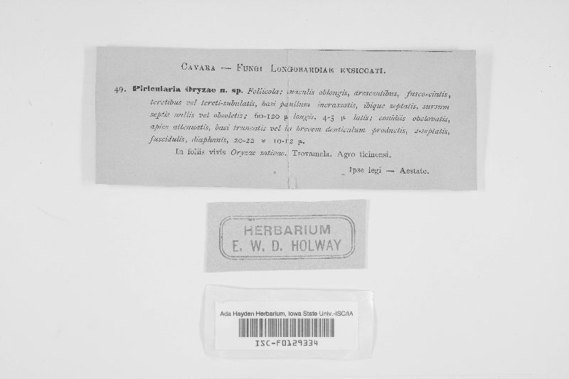 Piricularia oryzae image