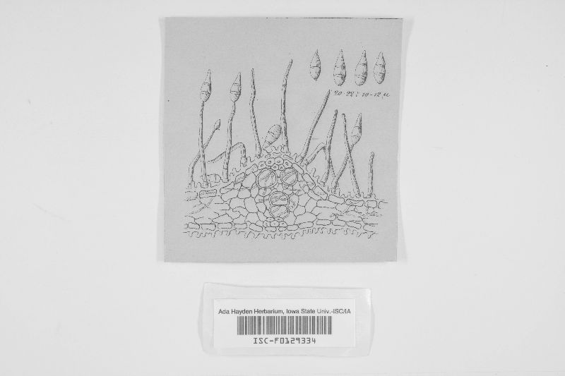 Piricularia image