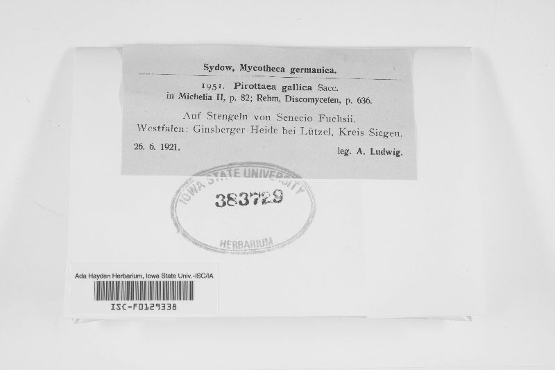 Pirottaea gallica image