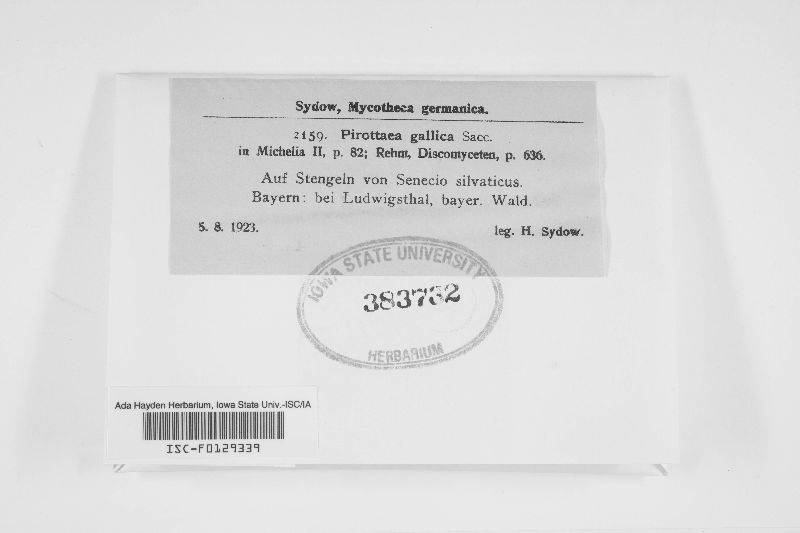 Pirottaea gallica image