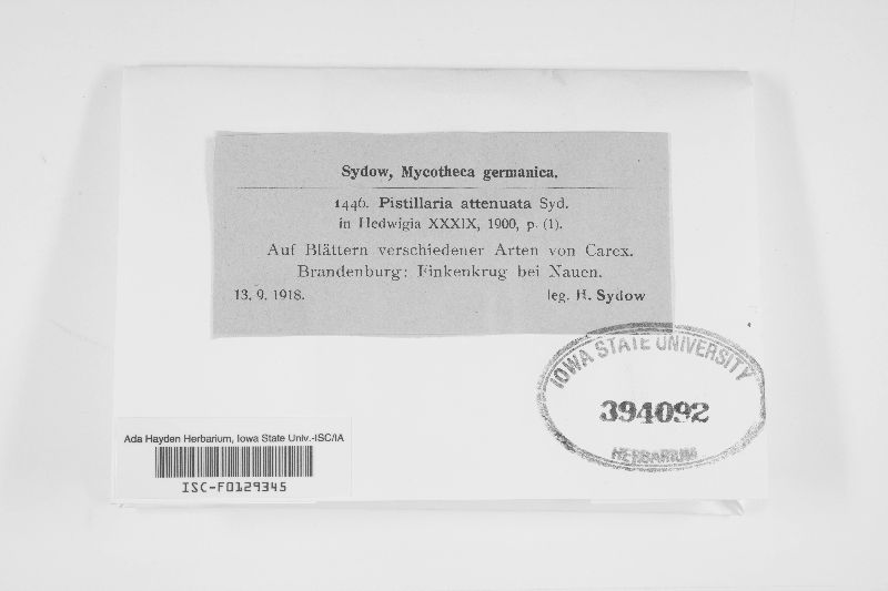 Pistillaria attenuata image