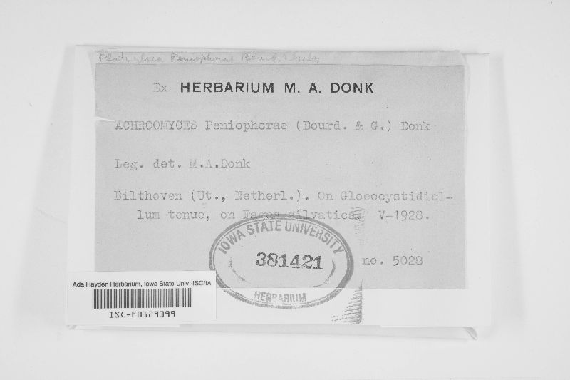 Colacogloea peniophorae image