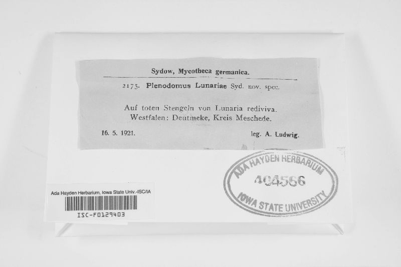 Plenodomus lunariae image