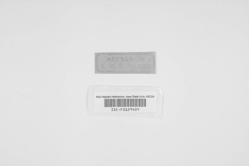 Pleophragmia leporum image