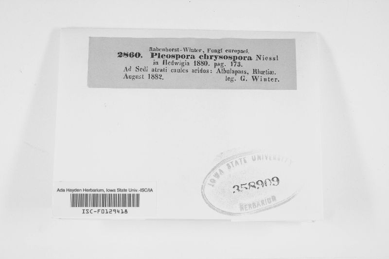Pleospora chrysospora image