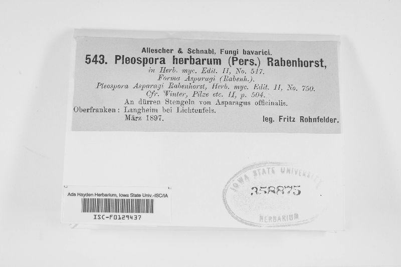 Pleospora herbarum image