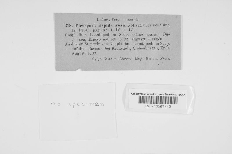 Pleospora image