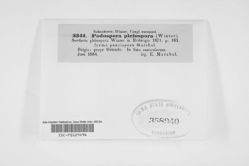 Podospora pleiospora image