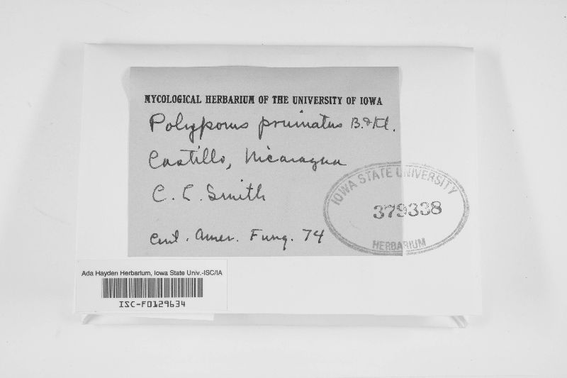 Polyporus pruinatus image