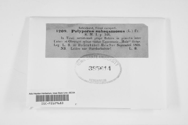 Polyporus subsquamosus image