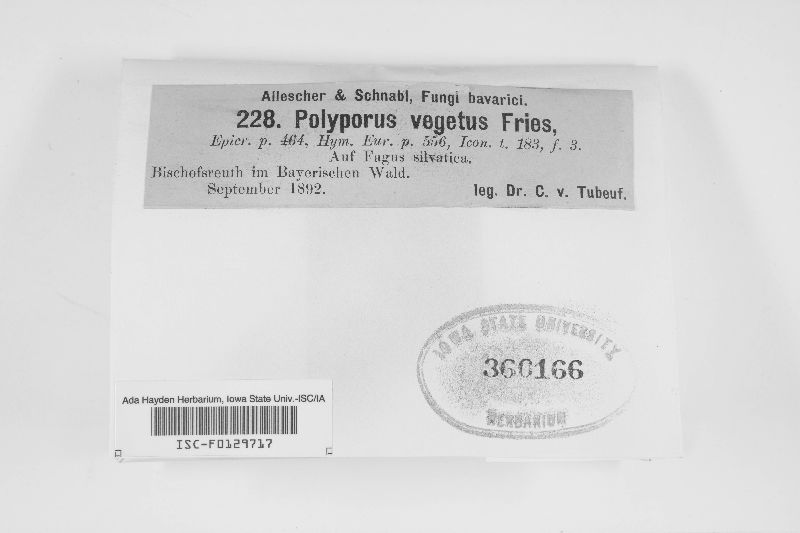 Polyporus vegetus image