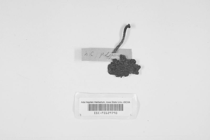 Microporus image