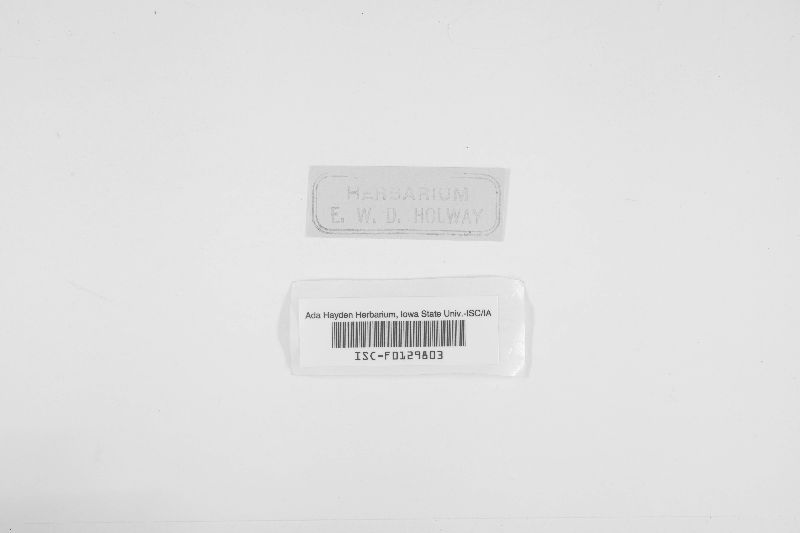 Cymadothea trifolii image