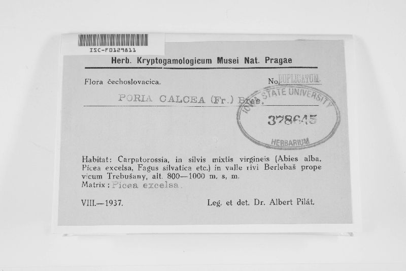 Theleporus image