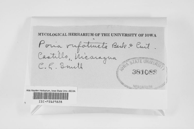 Poria rufitincta image