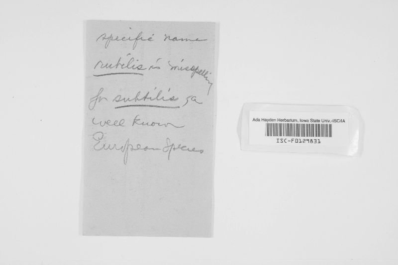 Poria subtilis image