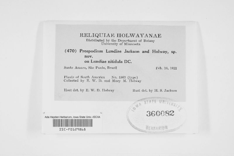 Prospodium lundiae image