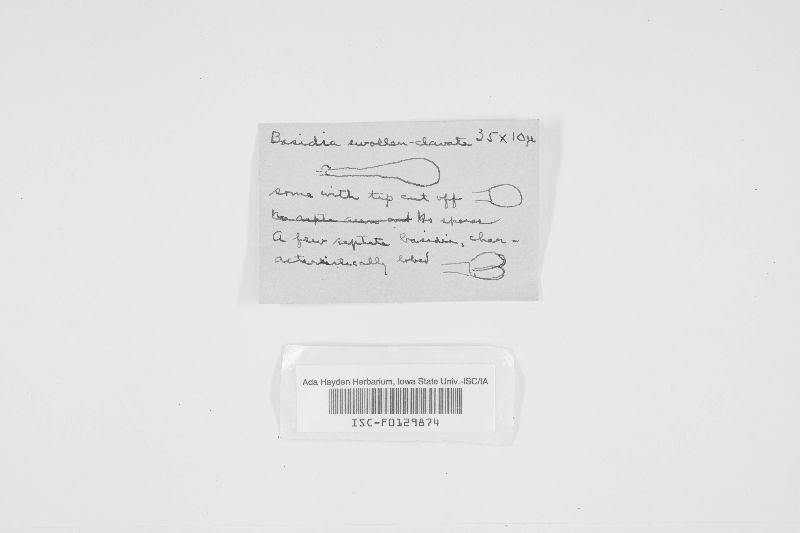 Protohydnum cartilagineum image