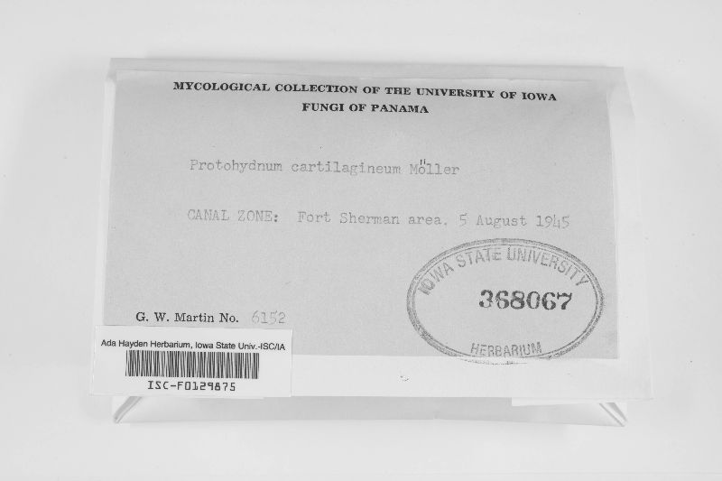 Protohydnum cartilagineum image