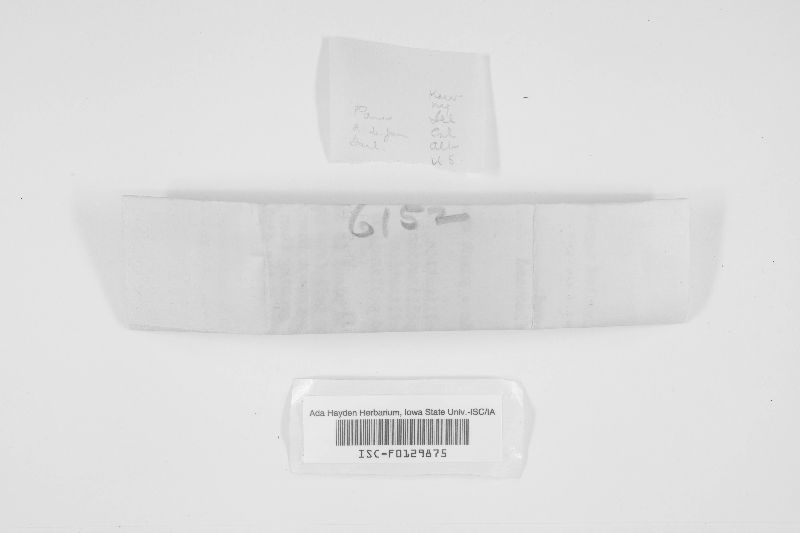Protohydnum cartilagineum image