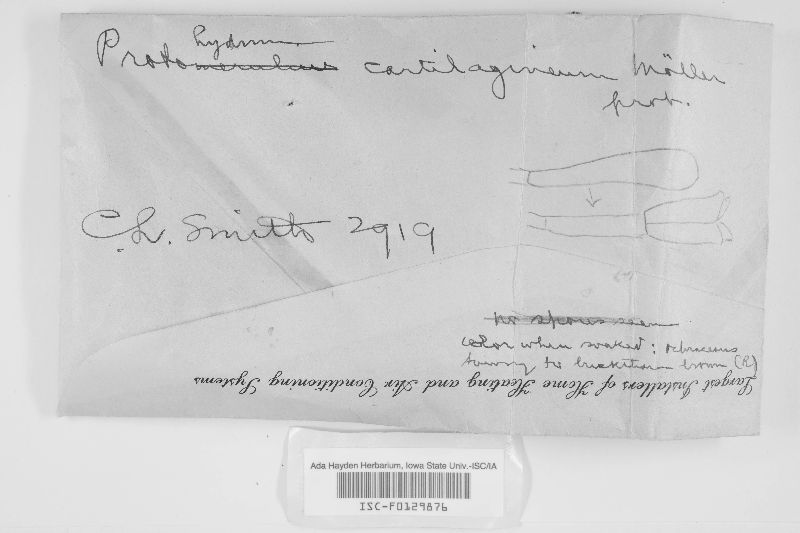 Protohydnum image