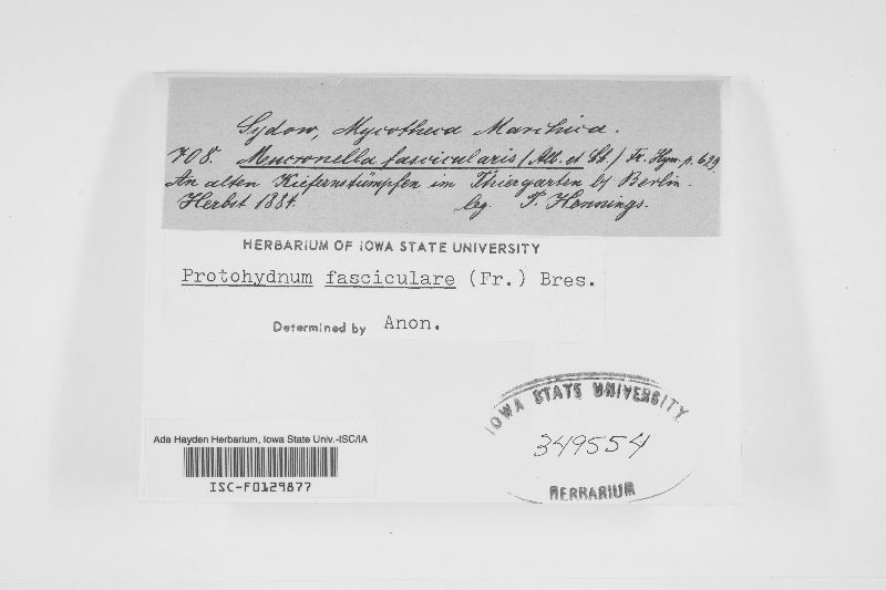 Protohydnum fasciculare image