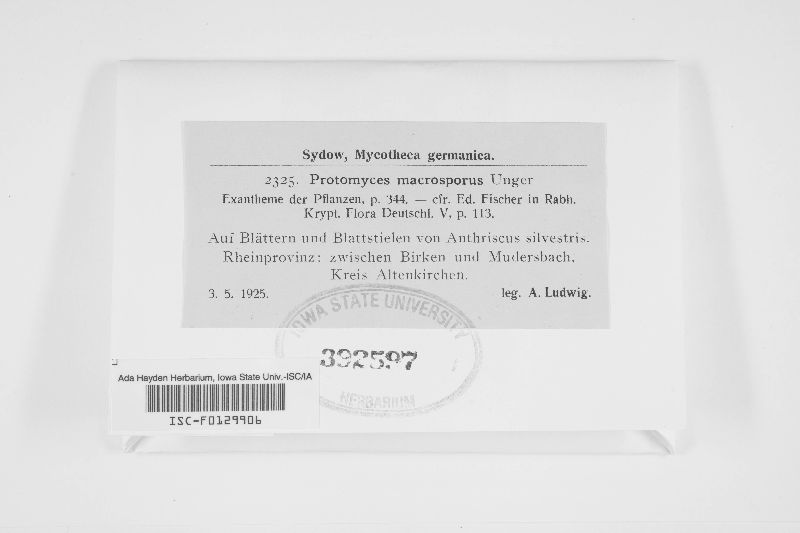 Protomycetaceae image