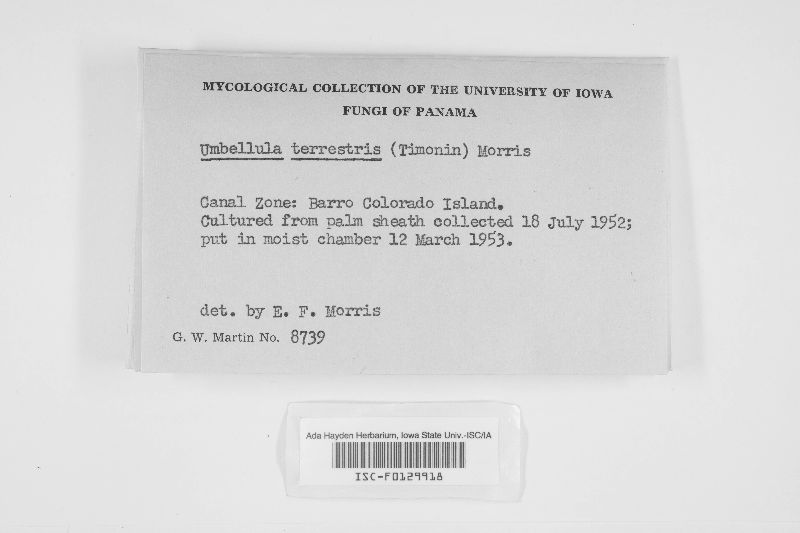 Pseudobotrytis terrestris image