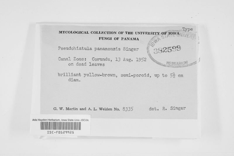 Pseudohiatula panamensis image