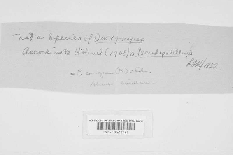 Pseudopatellina conigena image