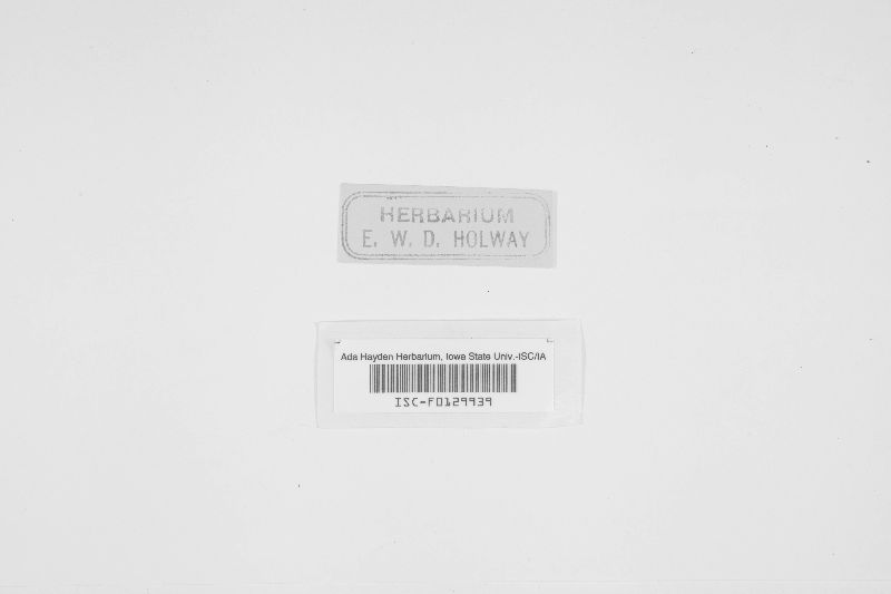 Pseudorhytisma bistortae image