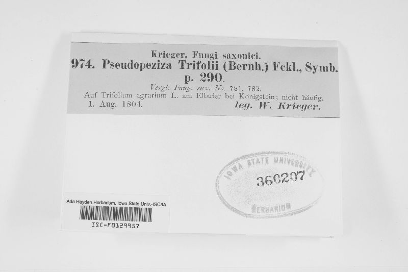 Pseudopeziza image