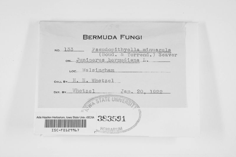 Pseudopithyella minuscula image