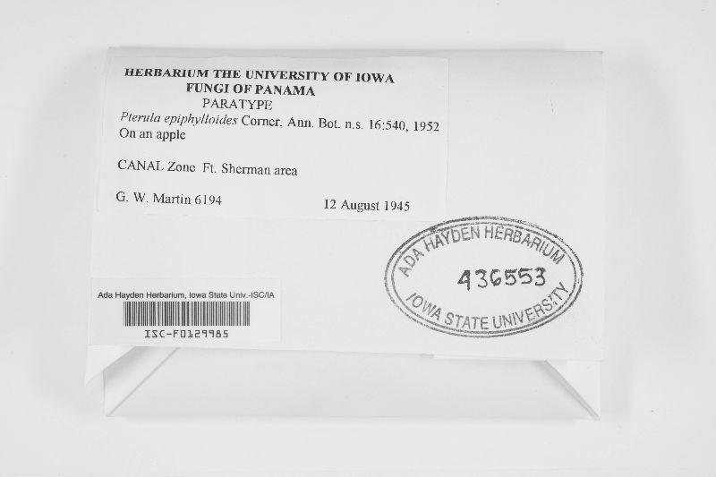 Pterula epiphylloides image