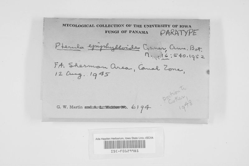 Pterula epiphylloides image