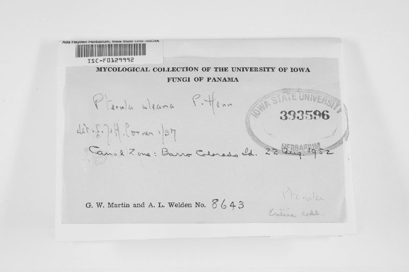 Pterula uleana image