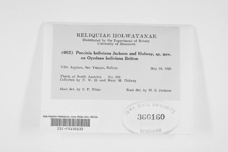 Puccinia boliviana image