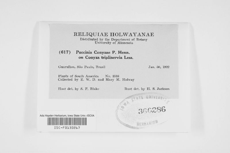 Puccinia conyzae image