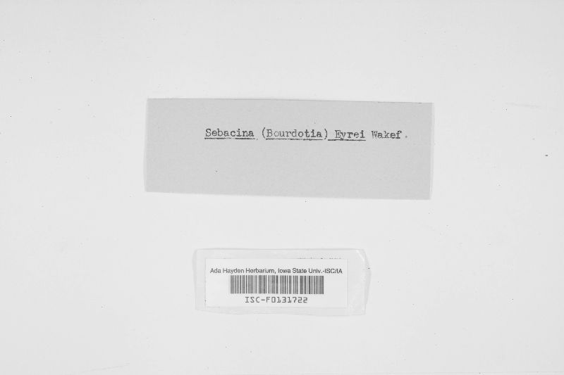 Basidiodendron eyrei image