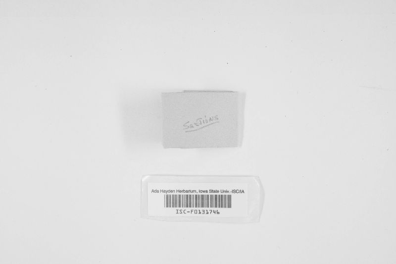 Sebacina glauca image