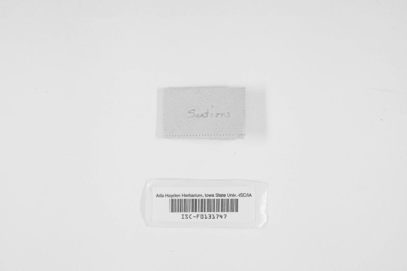 Sebacina grisea image