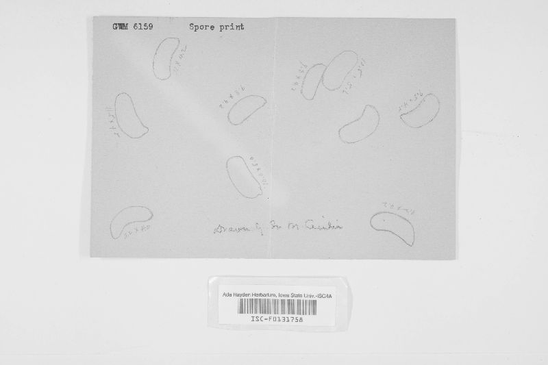 Exidiopsis mucedinea image