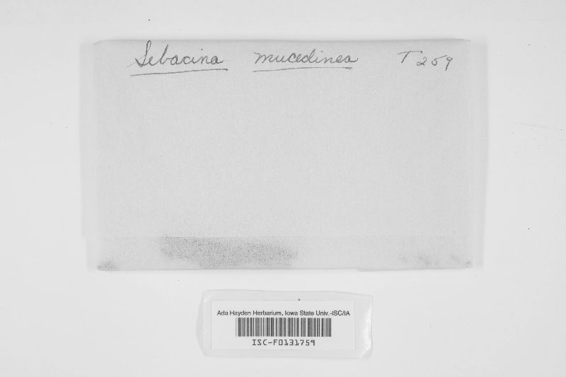 Exidiopsis mucedinea image
