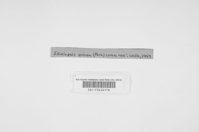Sebacina uvida image