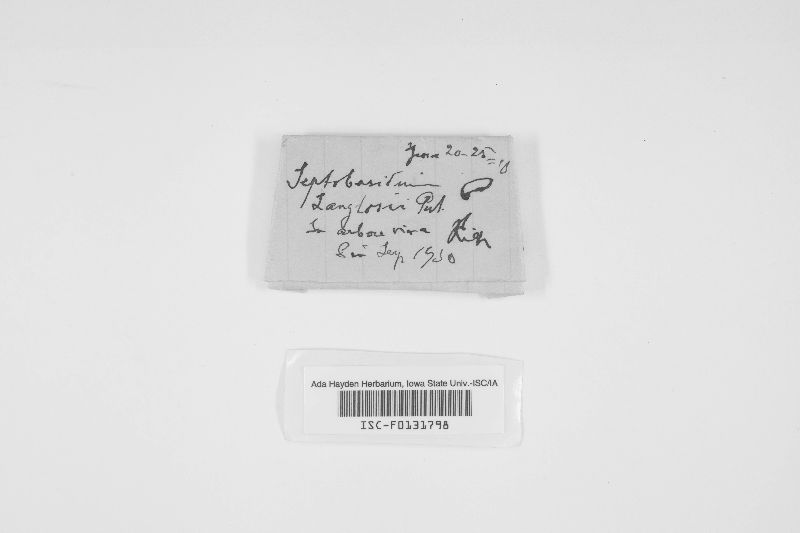 Septobasidium langloisii image