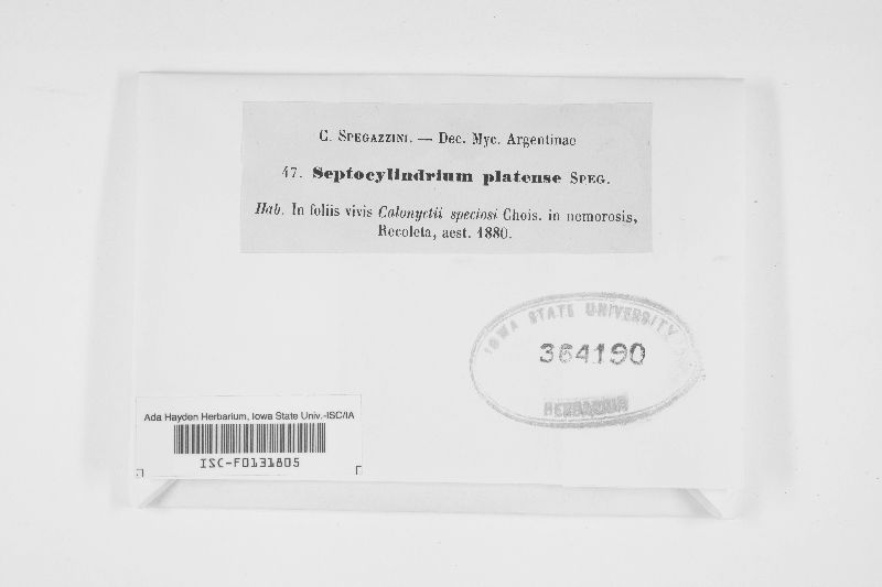 Septocylindrium platense image