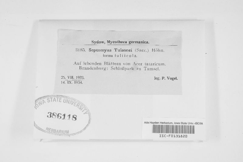Septomyxa tulasnei f. foliicola image