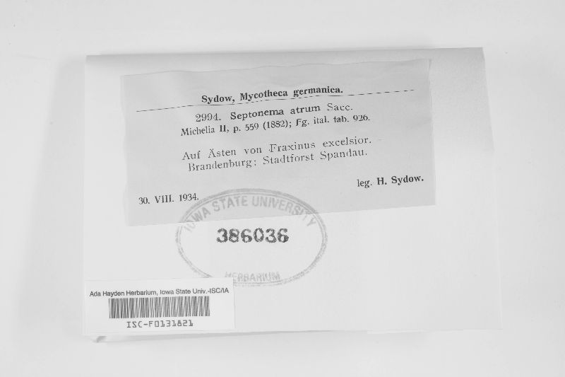 Septonema atrum image