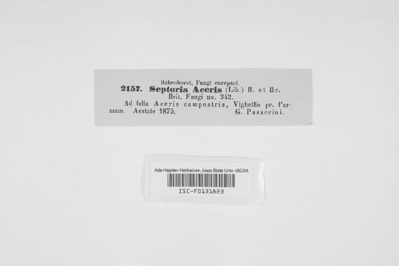 Phloeospora aceris image